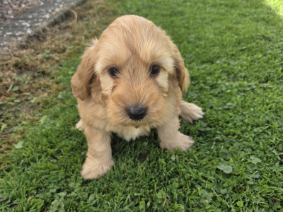 Cockapoo puppies in Wexford