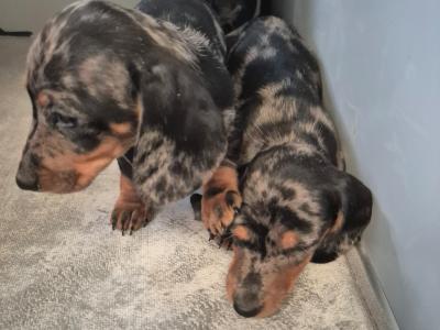 Minature Daschund puppies in Monaghan