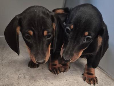 Minature Daschund puppies in Monaghan