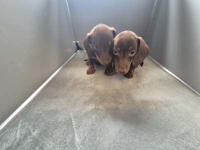 Minature Daschund puppies in Monaghan