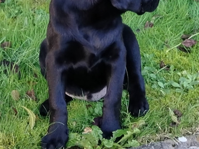 Male Labrador puppy in Ennis