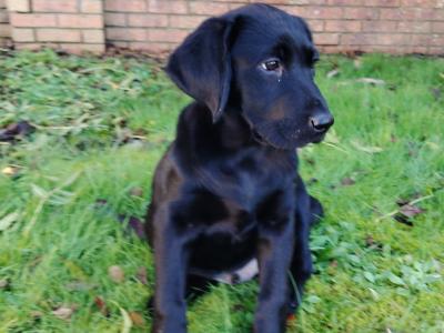 Male Labrador puppy in Ennis