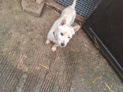 West Highland Terrier dogs in Kildare