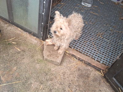 West Highland Terrier dogs in Kildare