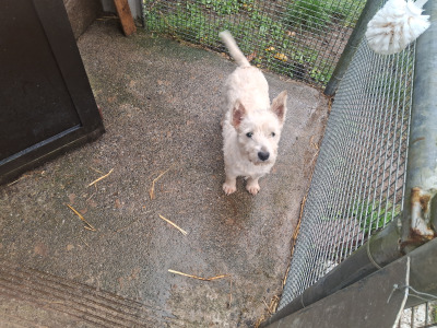 West Highland Terrier dogs in Kildare