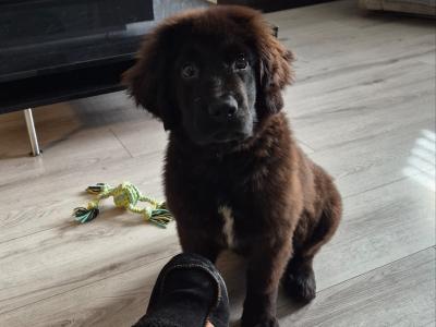 🐾❤️Adorable IKC Registered Newfoundland puppy left for sale in Longford ❤️🐾