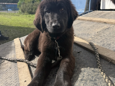 🐾❤️Adorable IKC Registered Newfoundland puppy left for sale in Longford ❤️🐾