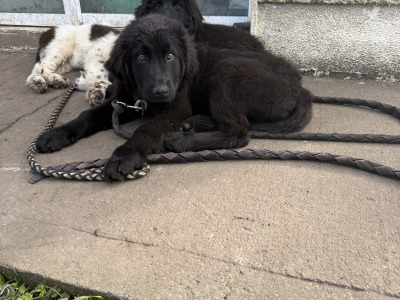 🐾❤️Adorable IKC Registered Newfoundland puppy left for sale in Longford ❤️🐾