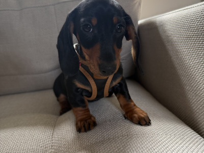 IKC Registered Miniature Dachshund puppies in Westmeath