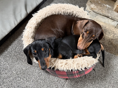 IKC Registered Miniature Dachshund puppies in Westmeath