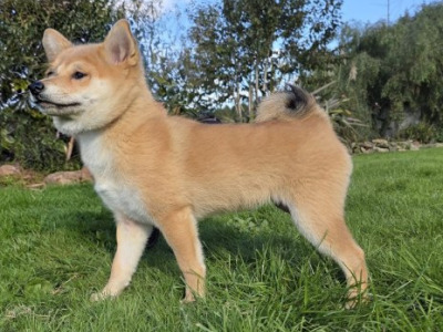 Shiba Inu puppies in Wexford - Nuri ❤️ Lyla 🖤 Kira 🩷 Kumo 💙.kuma 💛