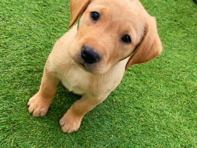IKC Registered (pending) Golden Labrador puppies in Galway