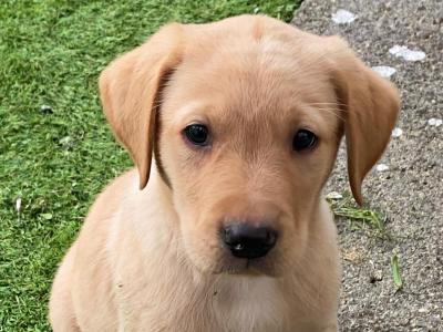 IKC Registered (pending) Golden Labrador puppies in Galway