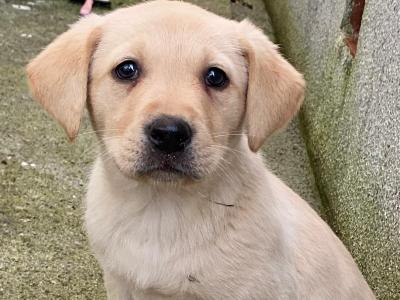 IKC Registered (pending) Golden Labrador puppies in Galway