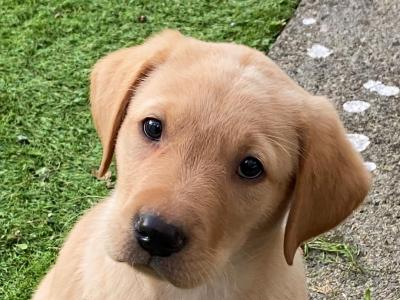 IKC Registered (pending) Golden Labrador puppies in Galway