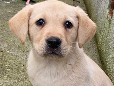 IKC Registered (pending) Golden Labrador puppies in Galway