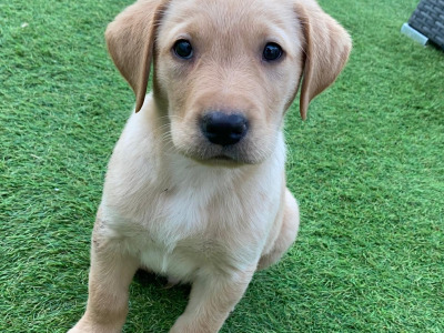 IKC Registered (pending) Golden Labrador puppies in Galway