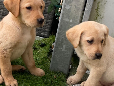 IKC Registered (pending) Golden Labrador puppies in Galway