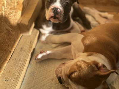 English Bulldog puppies for sale – 1 Male Left (Merle)