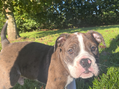 English Bulldog puppies for sale – 1 Male Left (Merle)