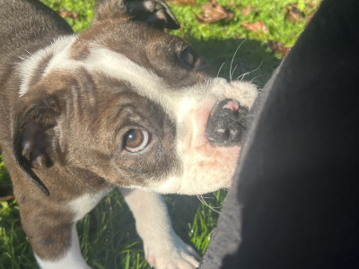 English Bulldog puppies for sale – 1 Male Left (Merle)