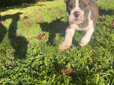 English Bulldog puppies for sale – 1 Male Left (Merle)