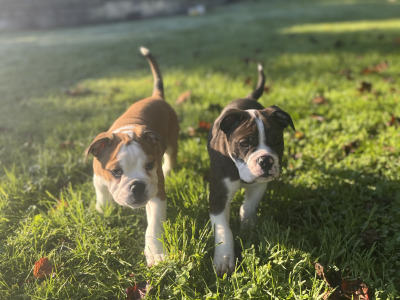 English Bulldog puppies for sale – 1 Male Left (Merle)