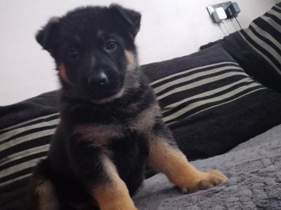 1 female German Shepherd puppy in Tyrone