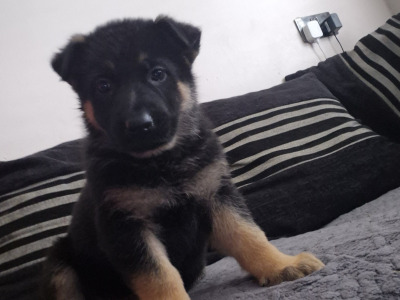 Female German Shepherd