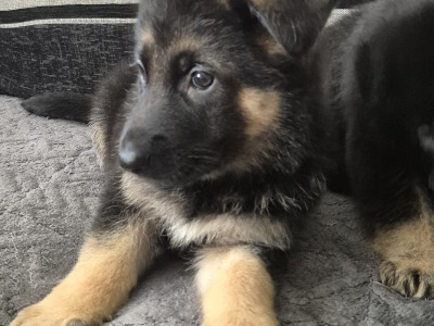 Female German Shepherd