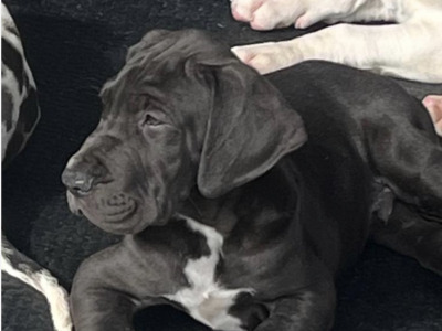 Great Dane puppies in Tipperary