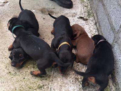 Dachshund puppies in Cork