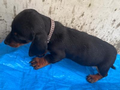 Dachshund puppies in Cork
