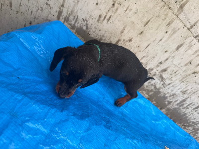 Dachshund puppies in Cork