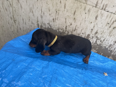 Dachshund puppies in Cork