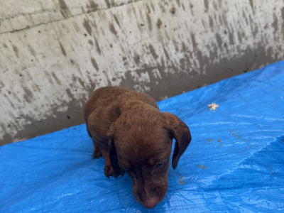 Dachshund puppies in Cork