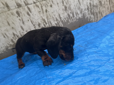 Dachshund puppies in Cork