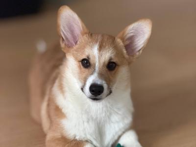 Welsh Corgi Pembroke x Jack Russell male puppy 4 months old in Tipperary
