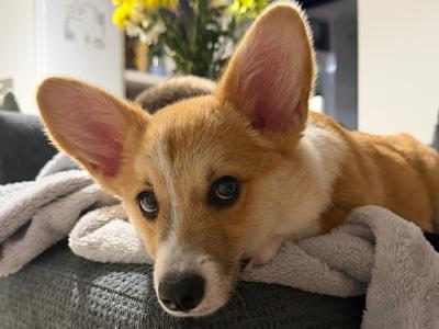 Welsh Corgi Pembroke x Jack Russell male puppy 4 months old in Tipperary