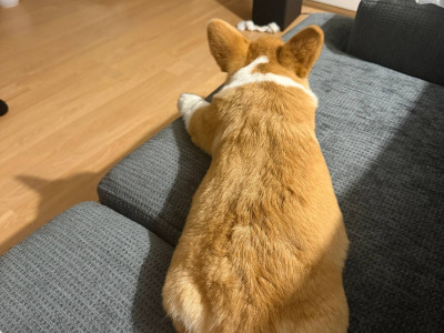 Welsh Corgi Pembroke x Jack Russell male puppy 4 months old in Tipperary