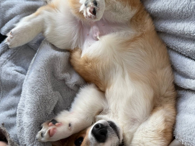 Welsh Corgi Pembroke x Jack Russell male puppy 4 months old in Tipperary