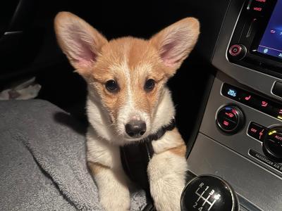 Welsh Corgi Pembroke x Jack Russell male puppy 4 months old in Tipperary