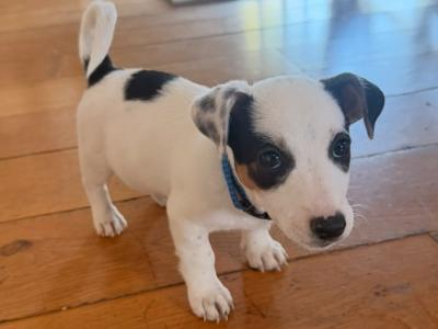 Real deal - Jack Russell puppies in Cavan