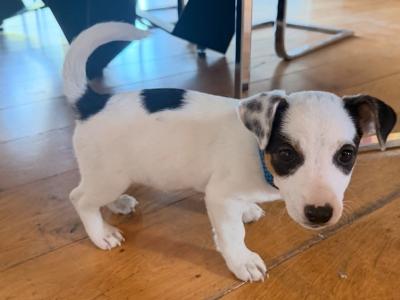 Real deal - Jack Russell puppies in Cavan