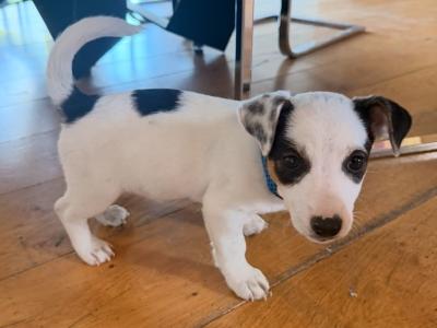 Real deal - Jack Russell puppies in Cavan