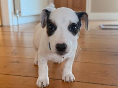 Real deal - Jack Russell puppies in Cavan