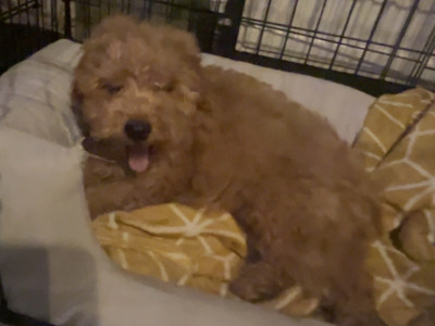 F1B male Cavapoo puppy in Carlow