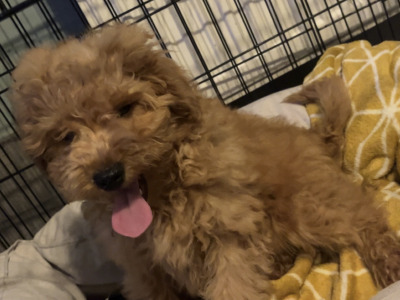 F1B male Cavapoo puppy in Carlow