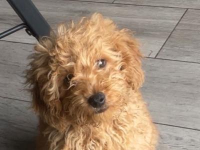 F1B male Cavapoo puppy in Carlow