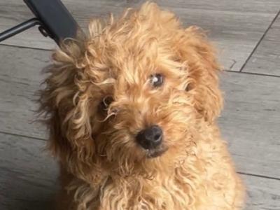 F1B male Cavapoo puppy in Carlow